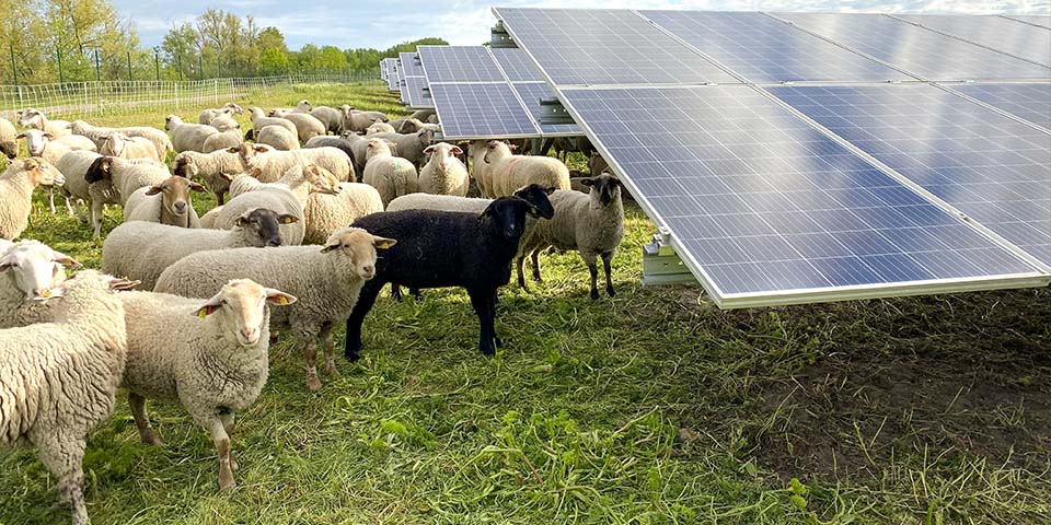 Schafe auf dem Gelände des Solarpark Phönix