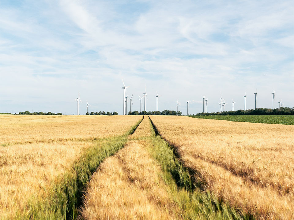 Windkraftanlagen in einem Weizenfeld am Rande von Halle (Saale)
